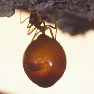 Close-up of ant species possessing a huge 'beer belly'