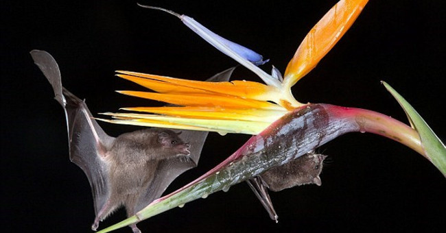 Close-up of bats sucking nectar in the dark