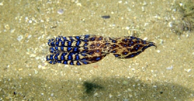 Close-up of blue-spotted octopus has 50 times more venom than cobra