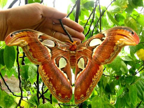 Close-up of butterflies named in the Vietnam Red Book