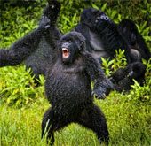 Close-up of chimpanzees