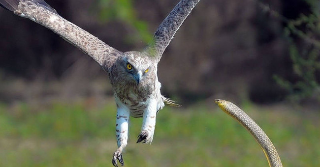 Close-up of cobra fighting with the eagle