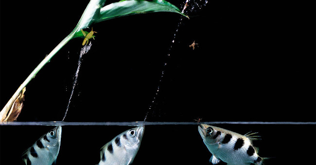 Close-up of fish used 'water gun' shot down prey from 3 meters