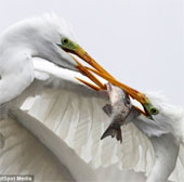 Close-up of hungry birds fighting for prey