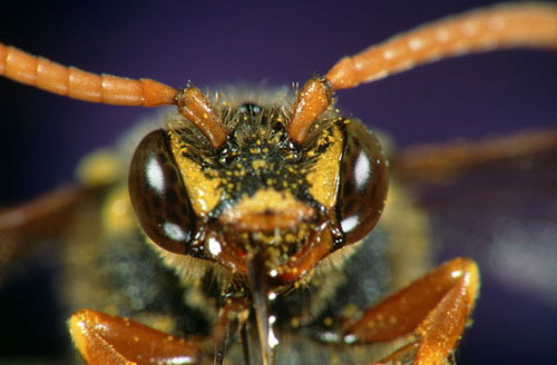 Close-up of insect eyes