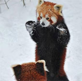 Close-up of Kungfu war of the red bear