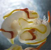 Close-up of mating of 2 sea slugs