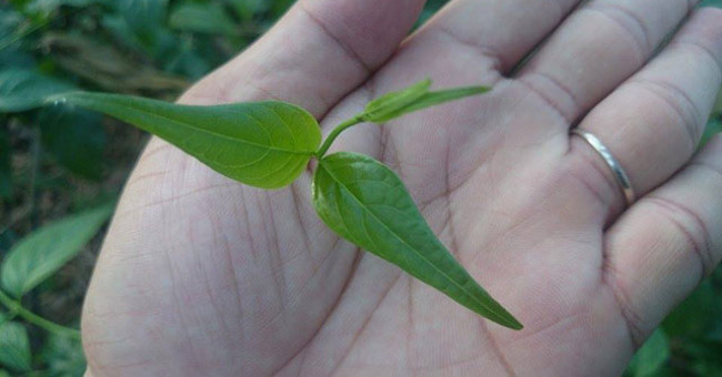 Close-up of plants '3 leaves take a human life'