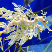 Close-up of rare species of dragons in the seabed