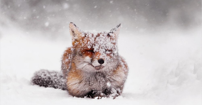 Close-up of ravishing red fox in white snow