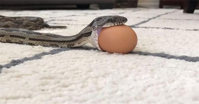 Close-up of snakes vigorously swallowed eggs full of humor