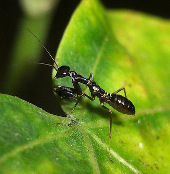 Close-up of strange animals half ants of mantis in Vietnam