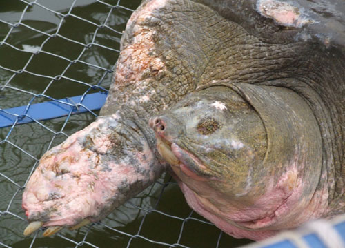 Close-up of taking care of turtles in artificial tanks