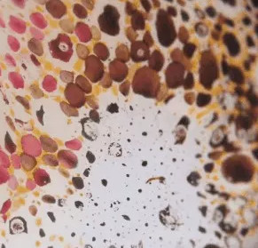Close-up of the beautiful color changing mechanism of squid skin