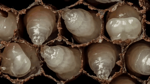 Close-up of the first 21 days of bee life