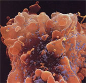 Close-up of the human body's immune system is beautiful