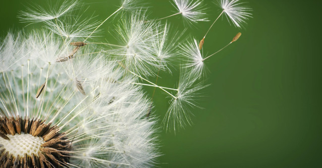 Close-up of the 'life cycle' of dandelion makes many people surprised