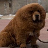 Close-up of the price of the Tibetan goose dog