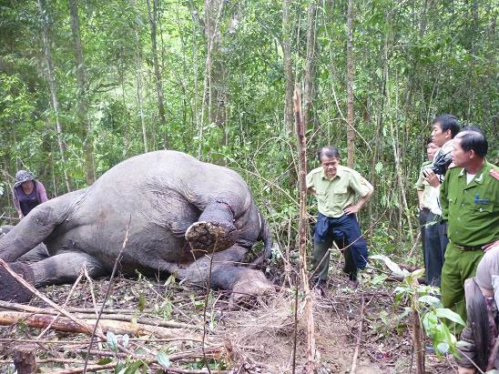 Close-up of the savage slaughter that killed Dalat's elephant