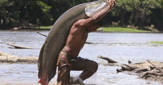 Close-up of the species