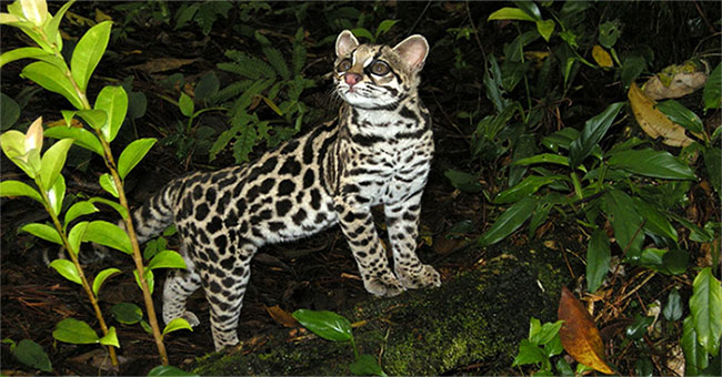 Close-up of the world's cutest wild cats