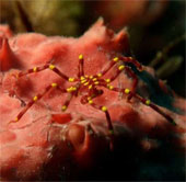 Close-up of the world's most unusual sea monsters