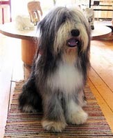 Clothes made from dog fur