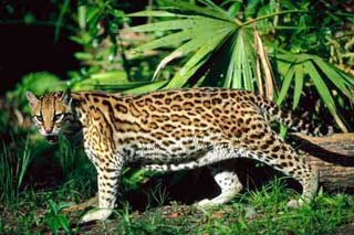 Clouded leopard