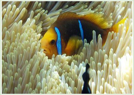 Clownfish gossip by shaking jaws