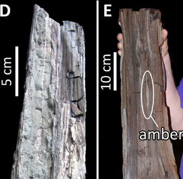 Clues to climate in the early Eocene