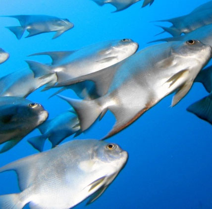 CO2 emissions alter the behavior of marine fish