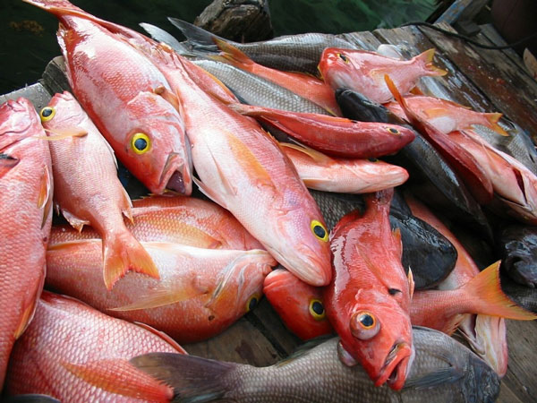 CO2 gas makes fish crazy