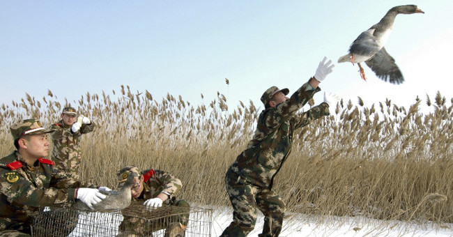 Coaching geese as guards in Xinjiang