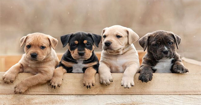 Coat color can affect the life of the dog