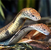 Cobra is facilitated for mating
