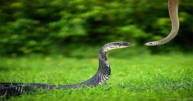 Cobra Lord won the snake network