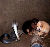 Cobra protects two puppies for 48 hours