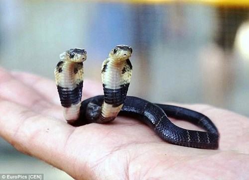 Cobras bring two newly born heads in China