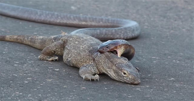 Cobras snuggle around the mid-way neck