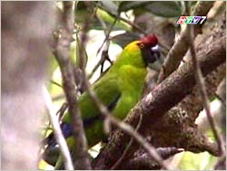 Cockatoo birds at risk of extinction