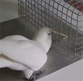 Cockatoo's ability to learn how to make 'utmost' tools