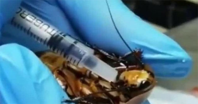 Cockroach pet taken to the surgical hospital because of pregnancy complications