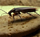 Cockroaches also have personality like humans