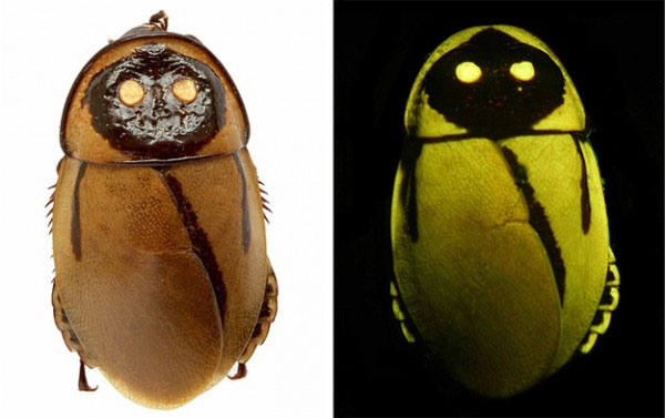 Cockroaches glow to fool enemies