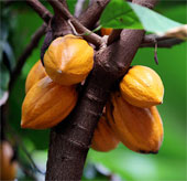 Cocoa can help improve memory impairment