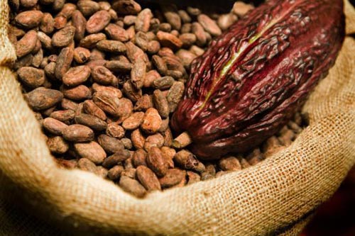 Cocoa synthesis limits tumor growth