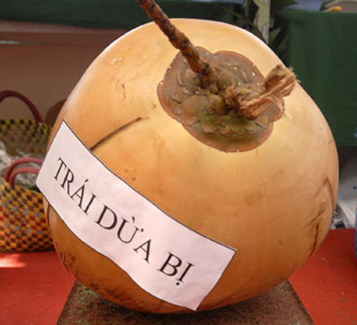 Coconut fruit weighs nearly 9 kg