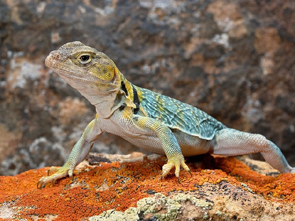 Cold-blooded animals are able to adapt quickly to climate change