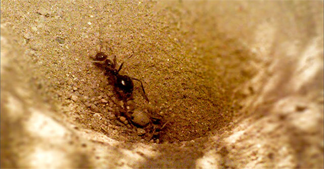 Cold-blooded insects: Sand trap, sucking flesh inside prey