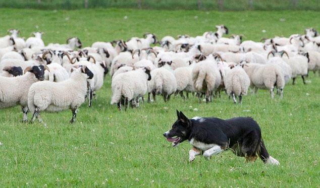 Collars help the sheep against wolves
